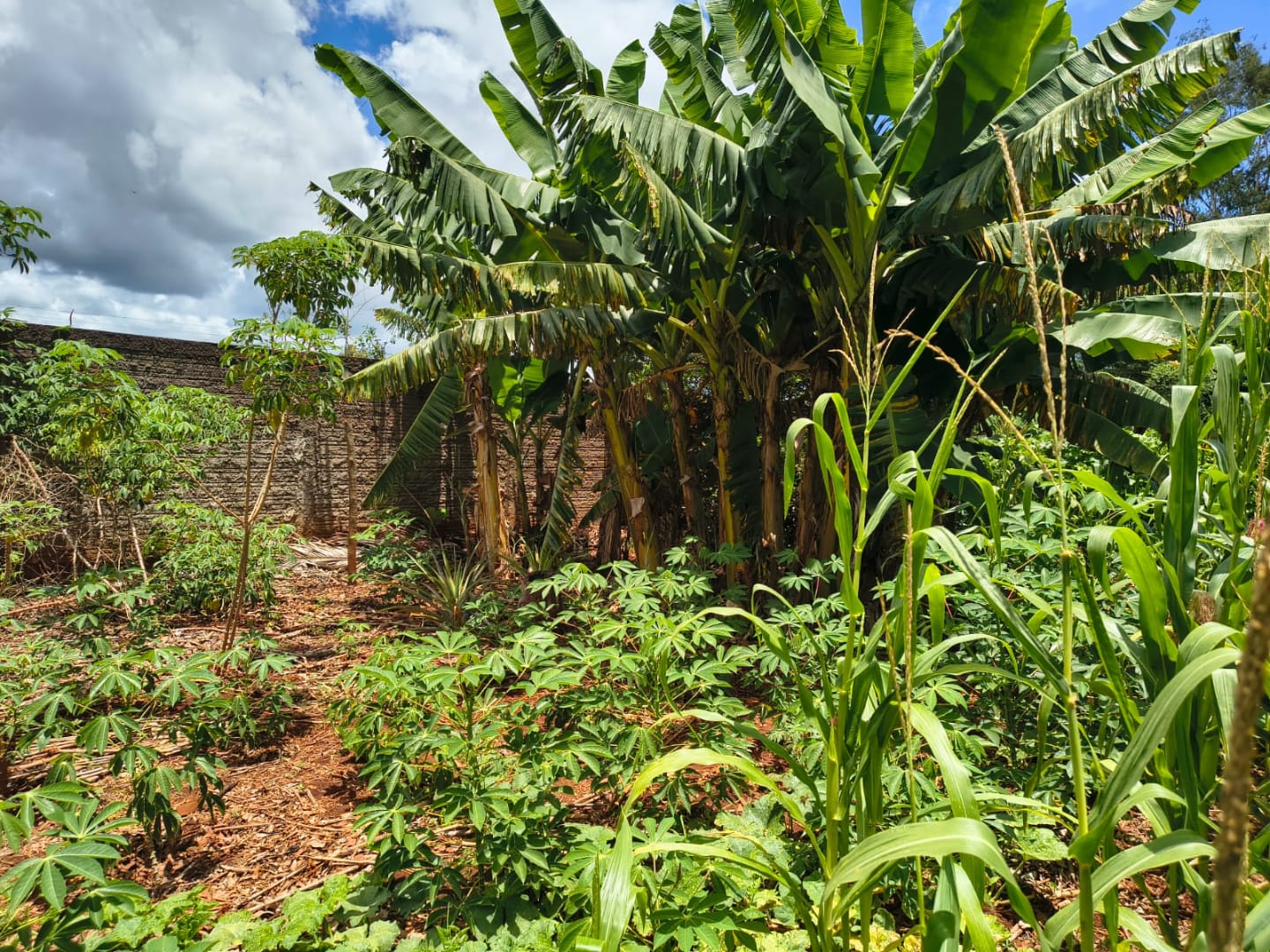 Foto -  - Condominio Barra do Ivai I